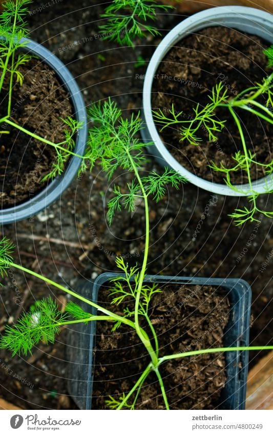 Ganz junger Fenchel erwachen frühjahr frühling frühlingserwachen garten kleingarten kleingartenkolonie knospe menschenleer natur pflanze ruhe saison