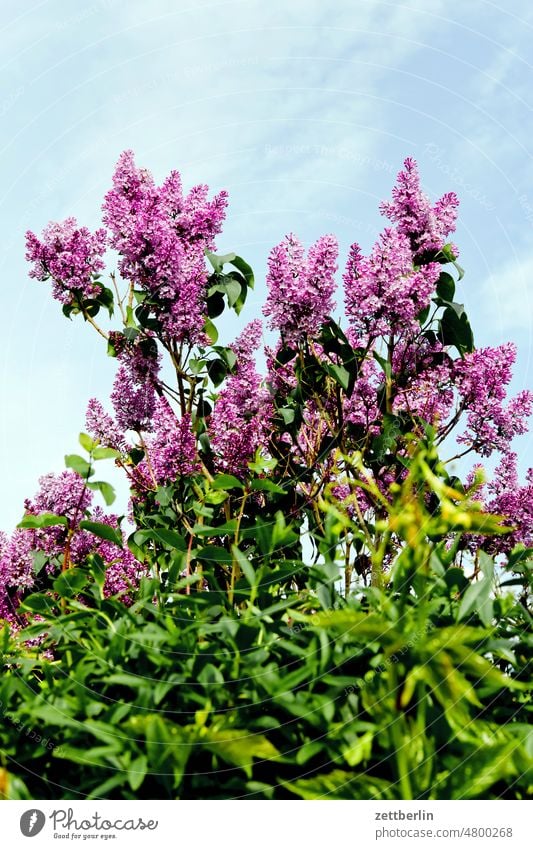 Flieder garten ast baum erholung ferien himmel kleingarten kleingartenkolonie menschenleer natur pflanze ruhe schrebergarten stamm strauch textfreiraum