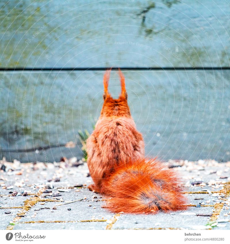 von hinten wie von vorn Tierporträt Farbfoto Tierliebe niedlich Eichhörnchen beobachten Neugier Außenaufnahme Menschenleer Garten frech klein lustig Wildtier