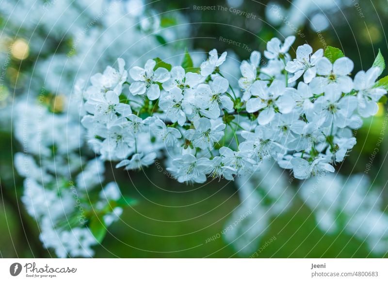 Kirschblüten im Frühling Blüte Blütenblatt Blütezeit Pflanze Kirsche weiß grün Natur natürlich Garten Baum Saison Jahreszeiten Flora Duft bestäuben Biene Blume