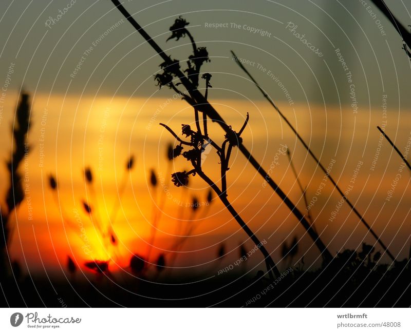 Halme in den letzen Sonnenstrahlen Gras Sonnenuntergang rot gelb grau schwarz Pflanze Wolken Wiese Herbst Oktober Unschärfe Stengel Gegenlicht Farbverlauf