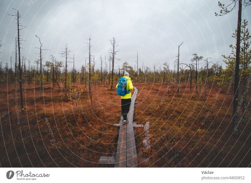 Junger Reisender wandert auf dem Polarkreisweg in der Nähe von Rovaniemi. Tundra-Landschaft. Wanderer mit grüner Jacke und blauem Rucksack bei einer Mehrtageswanderung in Lappland