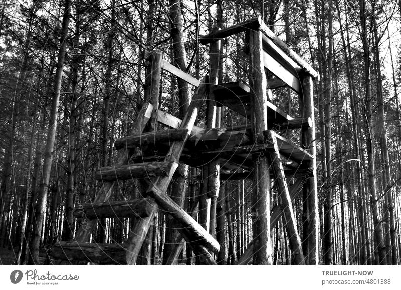 Hochsitz, Jägerstand, Ansitz, Anstand aus Holzstämmen in einem Kiefernwald zur Wildbeobachtung bei Tageslicht an der Parforce-Heide Ansitzeinrichtung Jagd Wald