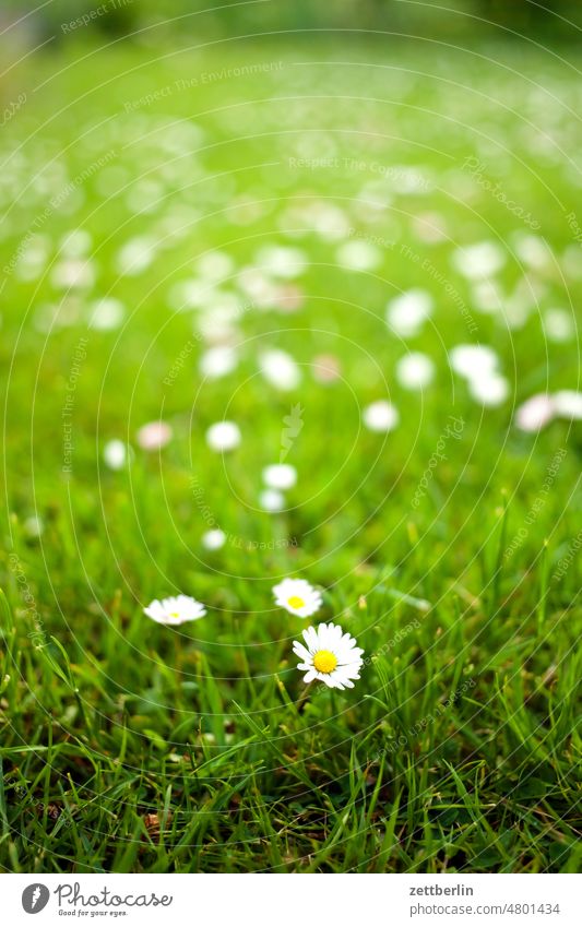 Gänseblümchen aufa Wiese erholung erwachen ferien frühjahr frühling frühlingserwachen garten kleingarten kleingartenkolonie knospe menschenleer natur pflanze