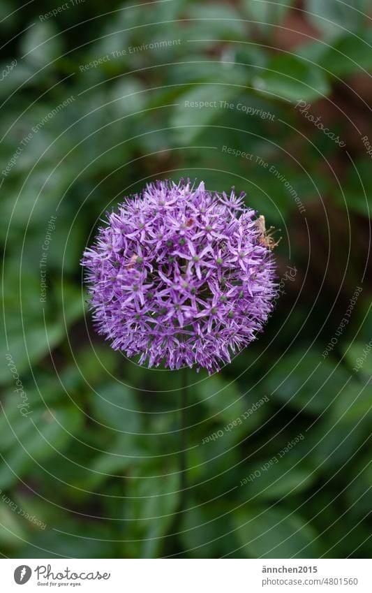 große lilafarbene Alliumblüte Blüte Zierlauch violett Garten Blume Natur Pflanze Farbfoto Blühend Außenaufnahme Duft ästhetisch schön Menschenleer natürlich