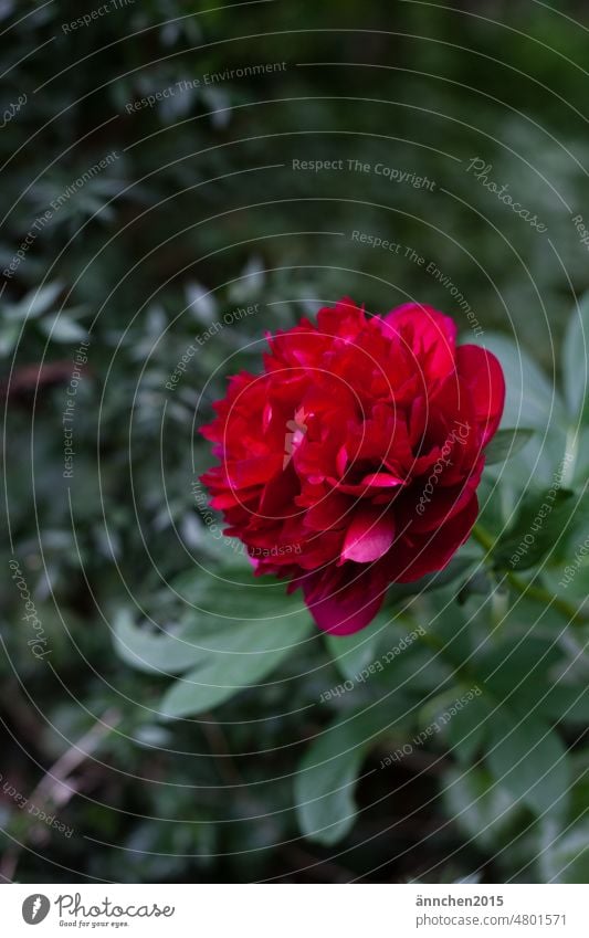 Rotblühende Pfingstrose rot Blüte Garten Bauerngarten Frühling Sommer Blume grün Natur rosa schön Pflanze Farbfoto Blühend Nahaufnahme Blütenblatt natürlich