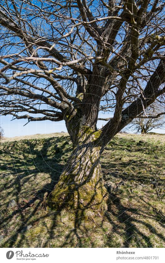 Schatten auf einer Hutebuche Licht & Schatten Sonnenlicht Schattenspiel Außenaufnahme Menschenleer Tag Kontrast Strukturen & Formen Schönes Wetter Rhön Farbfoto