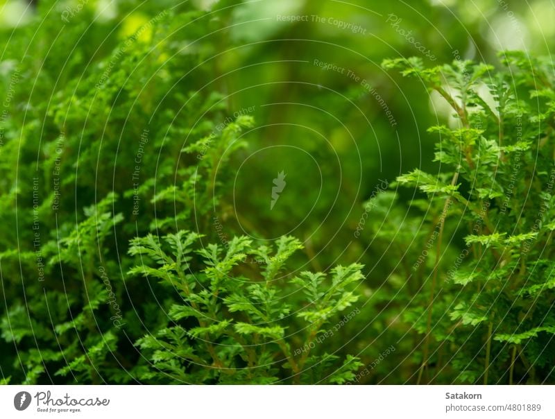 Die feinen und zarten Blätter des Spike-Moos-Farns Spitze Wurmfarn Blatt frisch grün Natur Pflanze Garten Hintergrund selaginella Muster im Freien Textur Umwelt