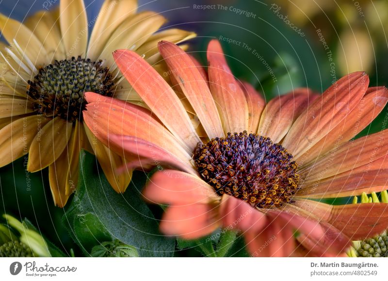 Kulturform von Osteospermum ecklonis, Kapkörbchen; Bornholm-Margerite Blütenstand Blütenstände orangefarbig gelb Zungenblüten Röhrenblüten Zuchtform