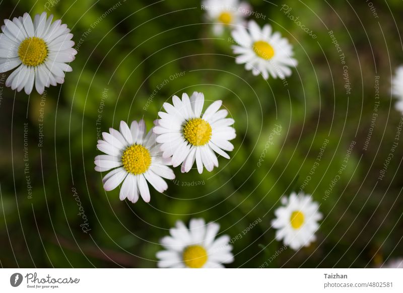 Kamille oder Ochsenauge Gänseblümchen Wiese Ansicht von oben . Nahaufnahme matricaria Blume Natur Hintergrund im Freien Pflanze Wachstum horizontal