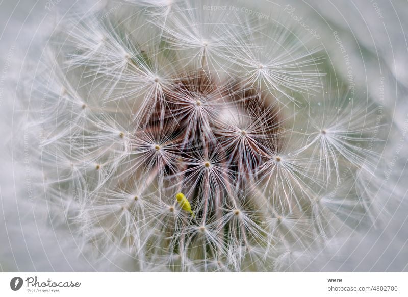 Nahaufnahme des Samenstandes einer Löwenzahnblüte mit geringer Schärfentiefe und unscharfem Hintergrund mit weichem Bokeh blüht Blume Löwenzahn