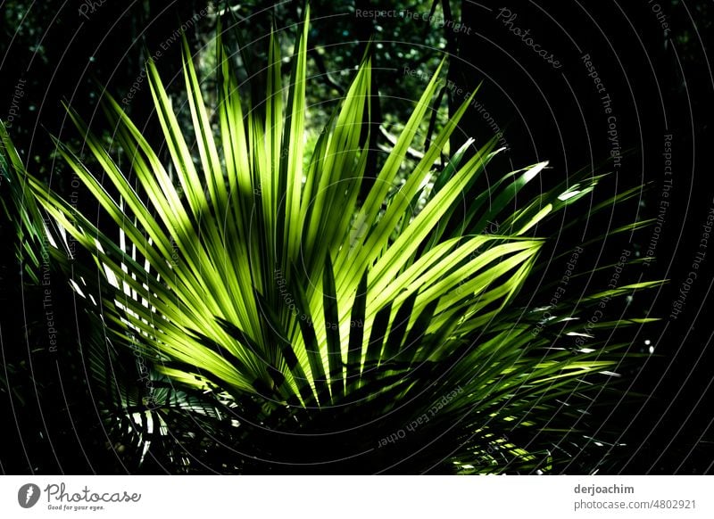 Ein Naturerlebnis der besonderen Art. Dieser Farn , von der Sonne angestrahlt und halb im Schatten  steht. Außenaufnahme grün Tag Menschenleer Grünpflanze Blatt