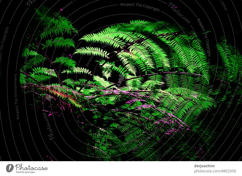 Ein kleiner  Sonnenstrahl erleuchtet den grünen Farn im Blätter Wald .Der Hintergrund ist dunkel. Farnblätter Farnblatt Grünpflanze Farbfoto Außenaufnahme