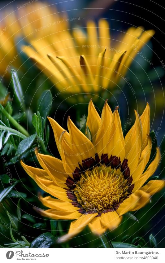 Blütenstand einer Gazanie, Zuchtform; dient in Mitteleuropa als Sommerblume, da nicht winterhart Gazania blühen Gartenform Sorte Züchtung aus Südafrika