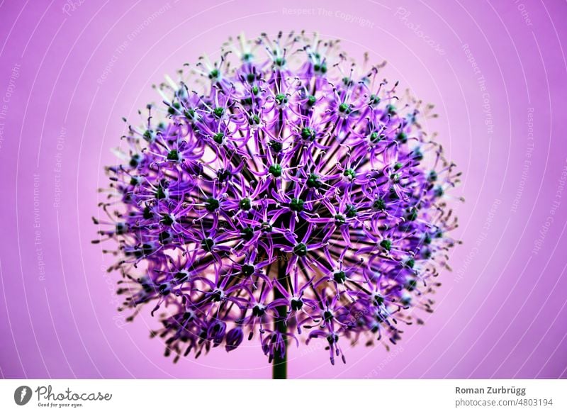 Zierlauch in voller Blüte Allium Gladiator Allium Giganteum Lauch Riesenzierlauch Garten Blume Pflanze violett Natur Blühend Frühling Nahaufnahme weiß