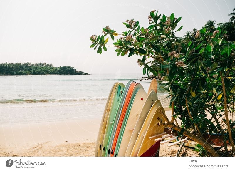 Bunte Surfbretter am Strand Surfen Surfers Paradise Meer bunt Küste Urlaub Sandstrand