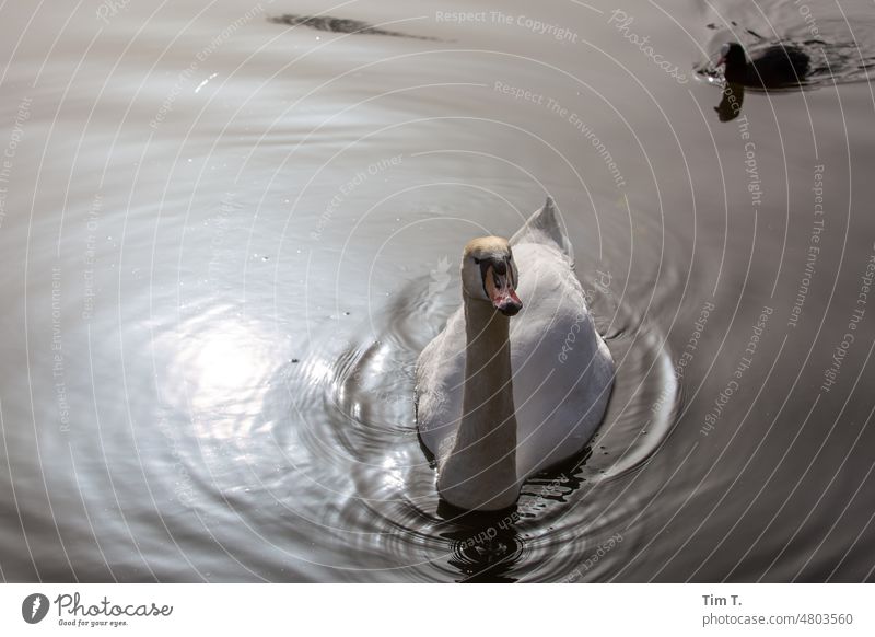 ein Schwan und eine Ente in der Spree Berlin Kreuzberg Friedrichshain Wasser Hauptstadt Außenaufnahme Farbfoto Großstadt Vogel Menschenleer Deutschland Stadt