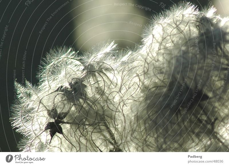 Winterflaum filigran Gegenlicht Pflanze Samen vor dem platzen Natur im winter in der wintersonne nikon d70 brennweite 180 mm blende 8.0 verschlusszeit 1/800