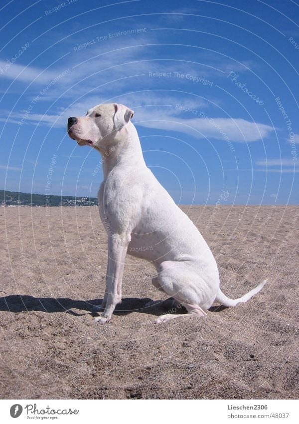 Odin - Dogo Argentino Rüde Tier Haustier Hund sitzen weiß Jagdhund Jäger Dogge Argentinien Rassehund weißer hund dog pet gun dog hunting dog working dog dogs