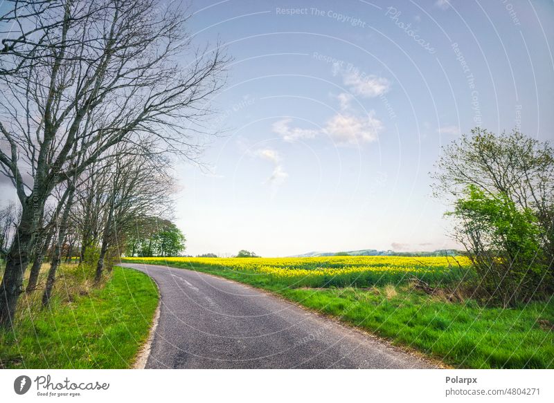 Asphaltstraße in einer ländlichen Landschaft Biografie Erdöl niemand Frühling Cloud schön Rapsfeld Bauernhof Ausflug Boden Ernte Landwirtschaft Weg Tag Horizont