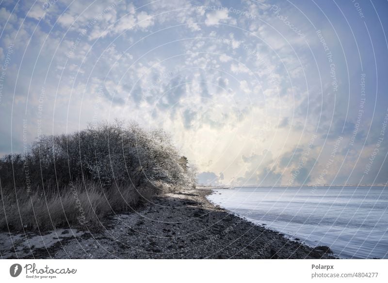 Blühender Baum auf einem Kieselstrand früh Dänemark Frühling Strandpromenade Kieselsteine Küstenlinie Sonnenschein Szene Gelassenheit Skandinavien Meditation