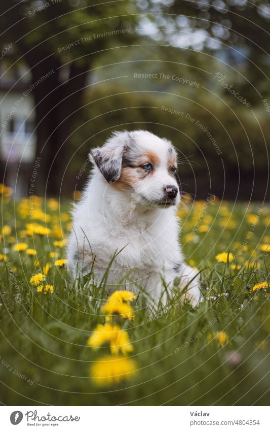 Australian Shepherd-Welpe erkundet zum ersten Mal den Garten. Blue Merle sitzt im Gras und ruht sich nach einem Auslauf aus. Der süßeste Welpe der Rasse Canis lupus