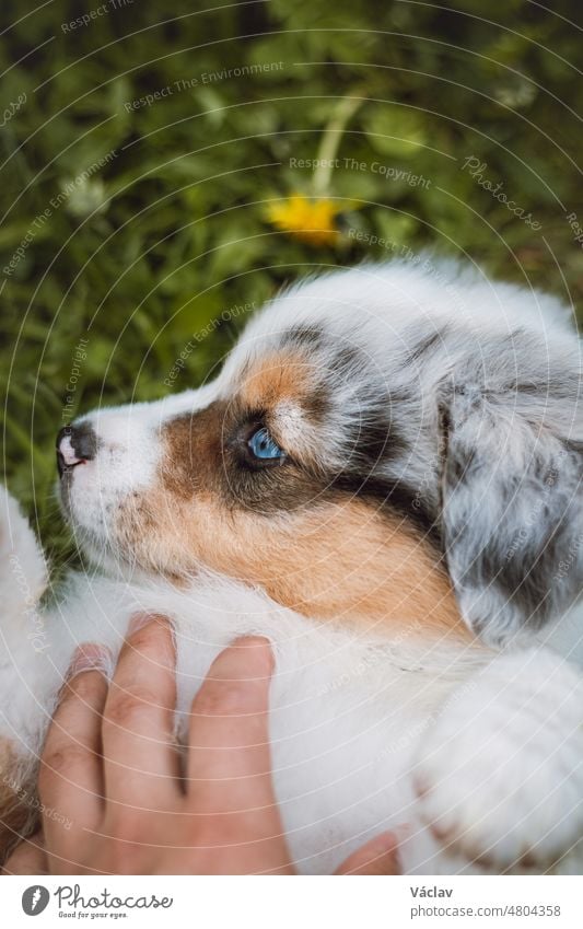 Kratzt einen jungen Australian Shepherd-Welpen, der im Gras liegt. Publikumsliebling. Eine neue Hündin im Freien, die die Aufmerksamkeit der Menschen genießt