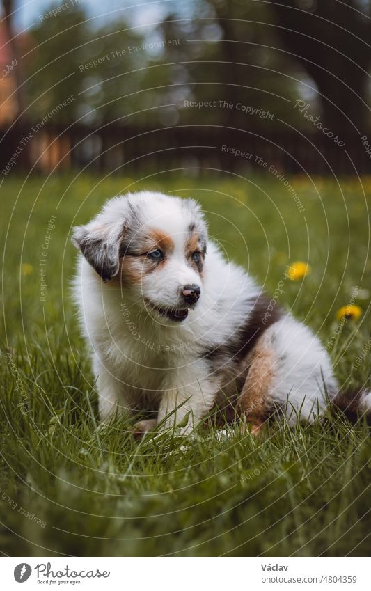 Australian Shepherd-Welpe erkundet zum ersten Mal den Garten. Blue Merle sitzt im Gras und ruht sich nach einem Auslauf aus. Der süßeste Welpe der Rasse Canis lupus.