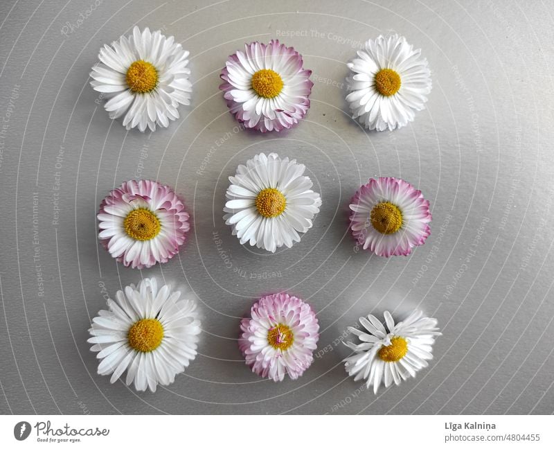 Zarte Frühlings-Gänseblümchen auf silbernem Hintergrund Margeriten Blume weiß Natur Pflanze Nahaufnahme geblümt Blüte schön Sommer Dekoration & Verzierung