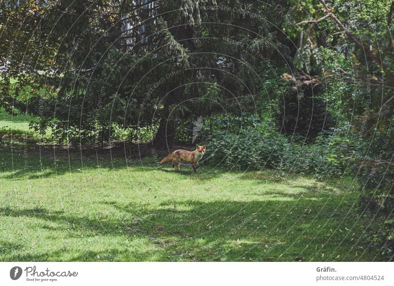 [hansa  BER 2022] Fuchs du hast die Zeit vergessen Tier Tierporträt Wildtier Stadtfuchs Farbfoto Natur Außenaufnahme Tag wild Säugetier grün Jagd Rotfuchs