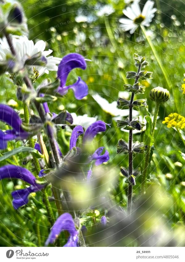 In der Blumenwiese Wiese Blüten Sommer bunt Natur Pflanze Blühend Farbfoto Frühling grün natürlich Gras Nahaufnahme Außenaufnahme Garten weiß Umwelt gelb