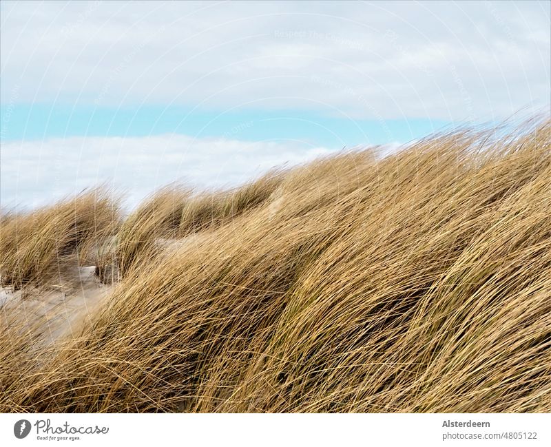 Dünengras im Wind Strand Stranddüne Meer stürmisch Umweld Sand Himmel Ferien & Urlaub & Reisen Küste Erholung Natur Ostsee Landschaft Gras Fischland-Darß-Zingst