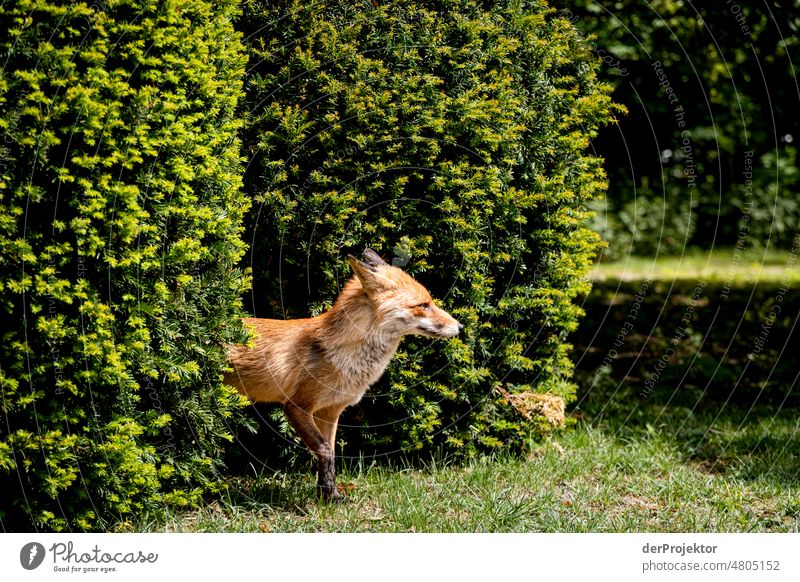 Fuchs im Hansaviertel [Hansa BER 2022] Ferien & Urlaub & Reisen Schönes Wetter Tourismus Städtereise Freiheit Sightseeing Abenteuer Architektur Bauwerk