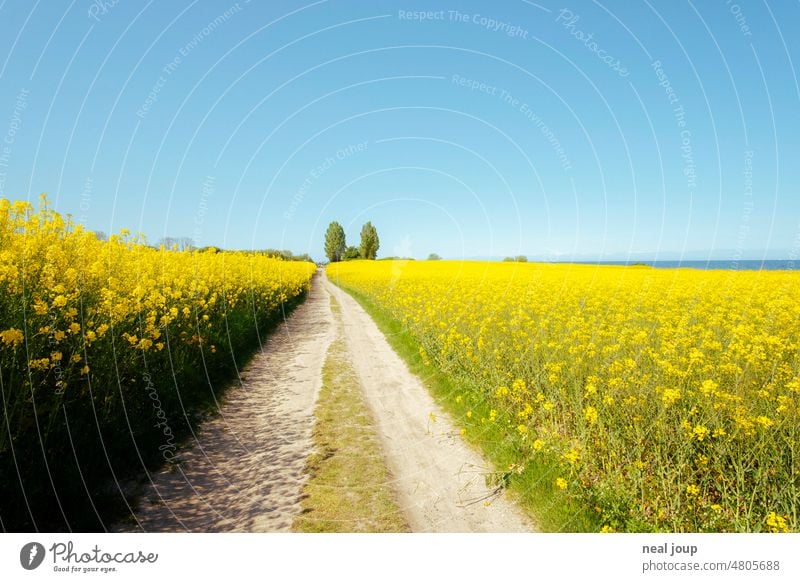 Feldweg durch blühende Rapsfelder unter sommerlich blauem Himmel Landschaft Natur Weg Pfad Richtung Horizont Frühling Sommer schönes Wetter blauer Himmel Gelb