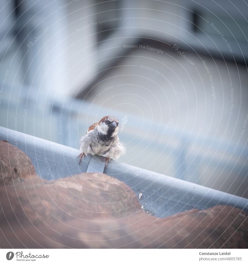 Aufgeplusterter Spatz auf der Dachrinne Sperling Vogel Tier Natur Tierporträt Schnabel Dachziegel Regenrinne Feder braun grau sitzen Textfreiraum oben Umwelt