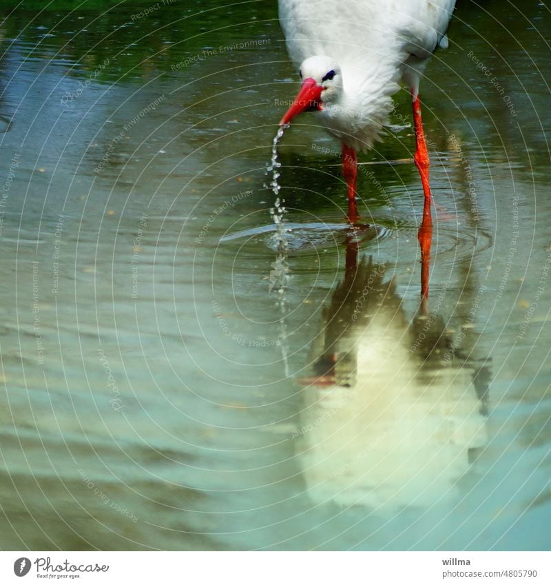 Der gemeine Tropfstorch Storch Wasser trinken Schnabel Weißstorch tropfen Teich Klapperstorch Adebar Tümpel Zugvogel Vogel Tier