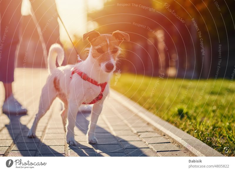 Hundespaziergänge an der Sommerstadtstraße Haustier niedlich Glück Spaziergang Porträt Straße Natur Gras jack russell bezaubernd Terrier Frühling grün spielen