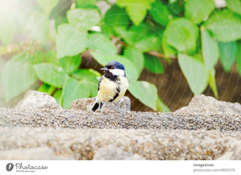 Tierwelt. Kohlmeise, parus major, sitzt auf einem Stein im Sonnenstrahl. Kleiner Vogel, der in der Natur mit Blatthintergrund und Sonne ruht sitzen hocken