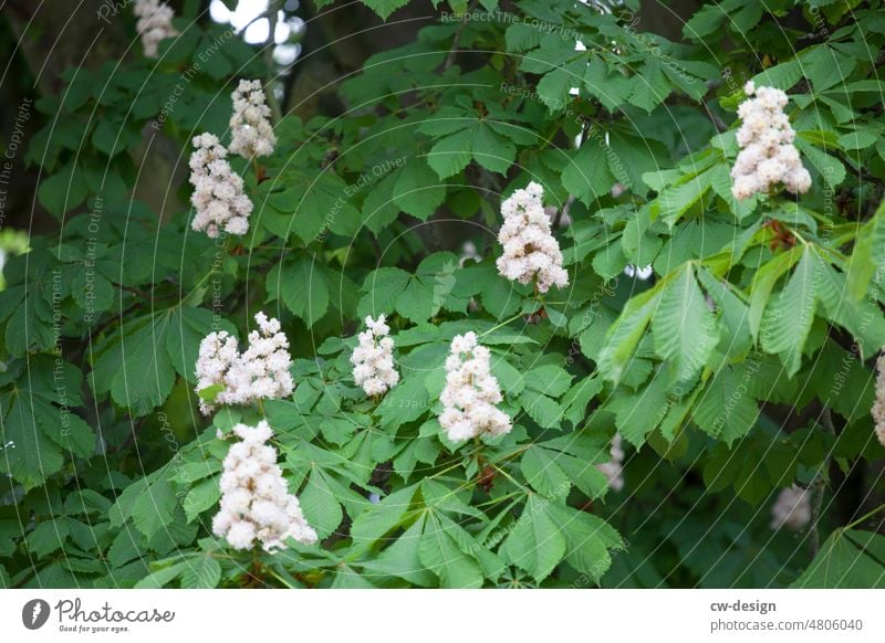 [hansa BER 2022] - Flora Kastanie Kastanienbaum Kastanienblatt Kastanienblüte kastanienbraun Blütenblatt Blütenpflanze Blütenknospen Blütenblätter Blütenstempel