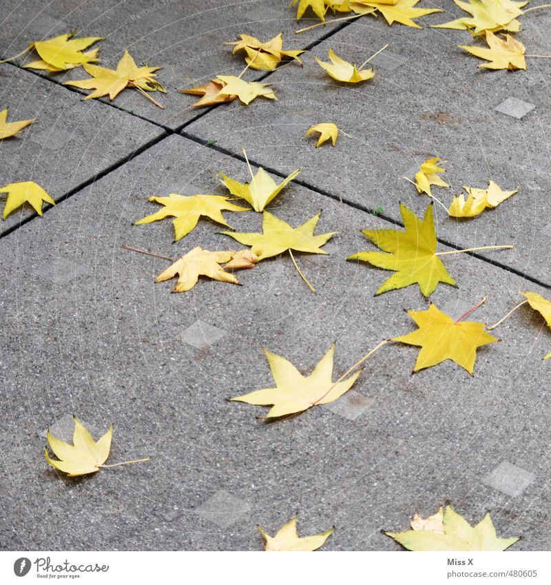 Sterntaler Herbst Blatt Straße Wege & Pfade fallen verblüht dehydrieren gelb Herbstlaub Stern (Symbol) Ahornblatt Spitzahorn Sternenhimmel Sternenhaufen