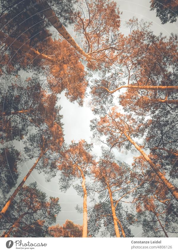 Ein Kranz aus Kiefern Richtung Himmel gesehen. Himmel (Jenseits) Krone Ast pflanzlich Baum Baumkrone niedriger Winkel von unten idyllisch ruhig wild Flora