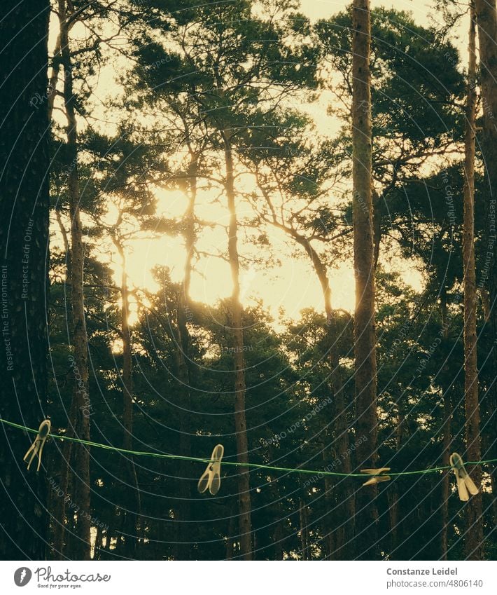 Wäscheleine mit vier Wäscheklammern zwischen Bäumen gespannt. Ausblick Menschenleer sonniger Tag Morgenstimmung romantisch Häusliches Leben retro Mobilität