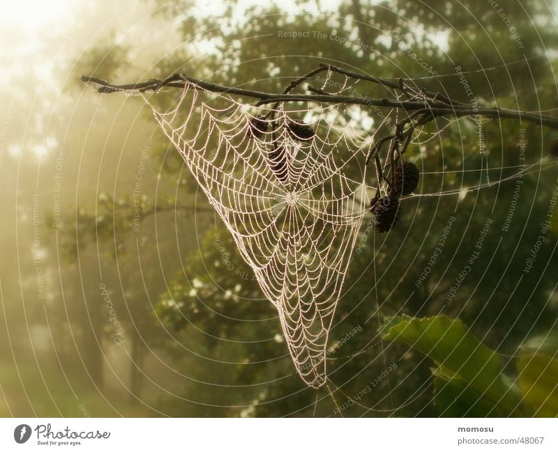 Nebelnetz Herbst Spinnennetz Wald Baum Licht Seil Natur Detailaufnahme Sonne