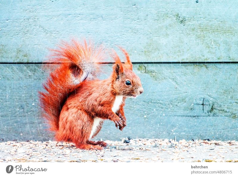 erwartungshaltung witzig neugierig aufmerksam lässig Frechdachs Nagetiere Natur Fell Wildtier lustig klein frech Garten Menschenleer Außenaufnahme Neugier