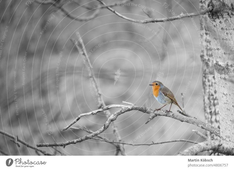 Rotkehlchen auf einem Ast im Nationalpark Darß. Buntes Federkleid des kleinen Singvogels. baltisch bodden Vogel Gesang rot gelb orange Gefieder Rachen weiß