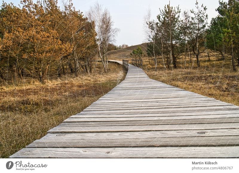 Wanderweg über einen Holzsteg zur hohen Düne auf dem Darß. Nationalpark Steg Fußweg hohe Düne Ostsee MEER Sand Strand Himmel Darrs Zingst Aussichtspunkt