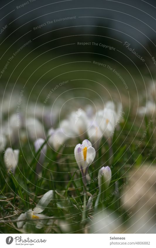 Frühlingserwachen Krokusse Wiese Schwache Tiefenschärfe Wiesenblume Blume Natur Außenaufnahme Blüte Blühend Menschenleer Pflanze Farbfoto Tag Gras Nahaufnahme