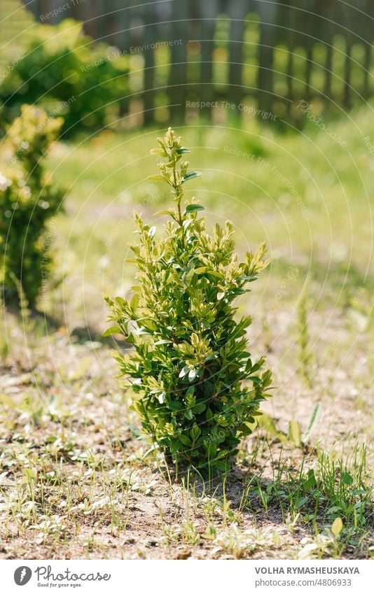 Ein junger Buchsbaumstrauch wächst im Sommer im Garten Blatt Design Gartenarbeit grün Natur Landschaftsarchitektur ornamental Hecke Dekoration & Verzierung