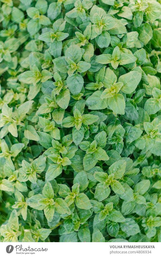 Hintergrund von frischem, grünem Bio-Oregano aus dem Garten Kraut Blatt Gesundheit Natur Gewürz horizontal lebend Gefälligkeit Schuppen pelzig glänzend Tapete