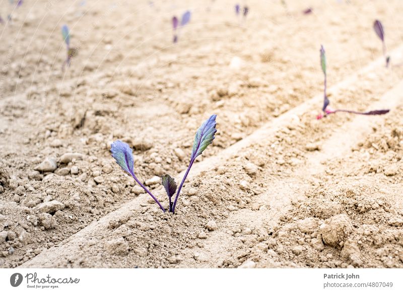 Ein Acker mit Setzlingen Kohl Landwirtschaft Bio Frühjahr Sommer Ernte Feld Ackerbau Wachstum Außenaufnahme Lebensmittel Nutzpflanze Umwelt